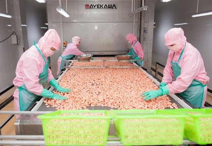 Chế biến thủy hải sản là ngành giải quyết việc làm cho nhiều lao động tại tỉnh Cà Mau Ảnh: VÂN DU