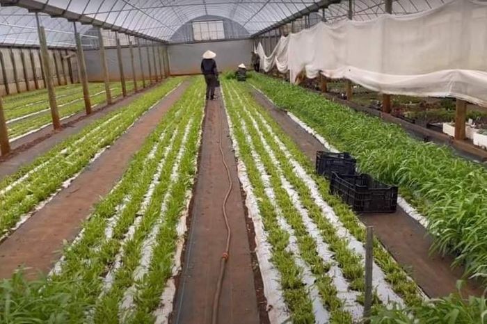 Một nông trại ở Australia. Ảnh: Nhân vật cung cấp